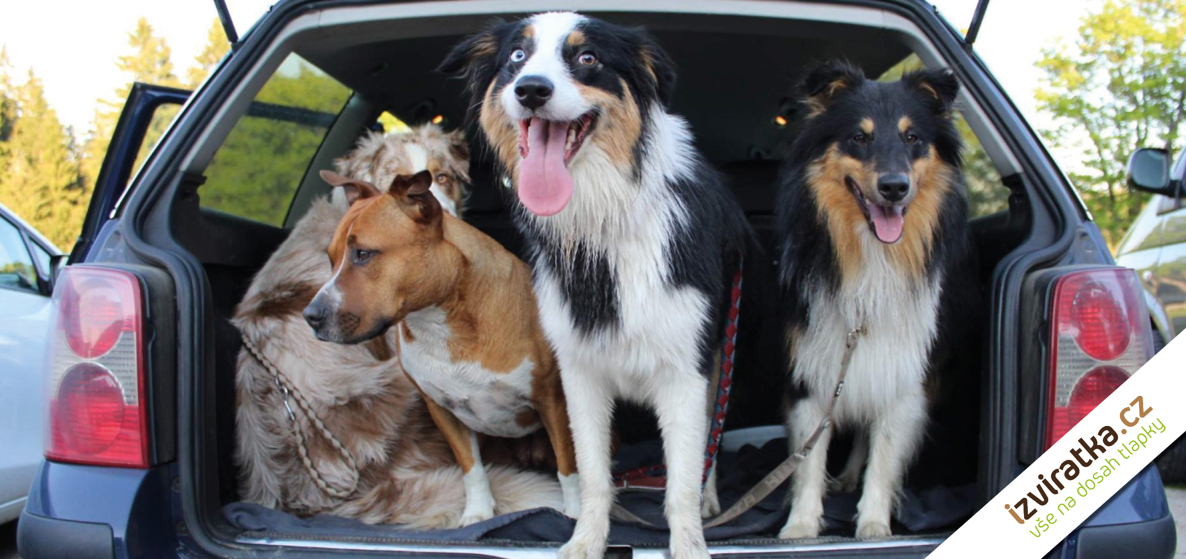 Psi v autě (1)